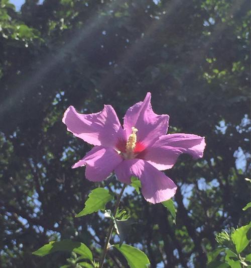 木槿花的象征意义（了解这朵花的文化内涵）