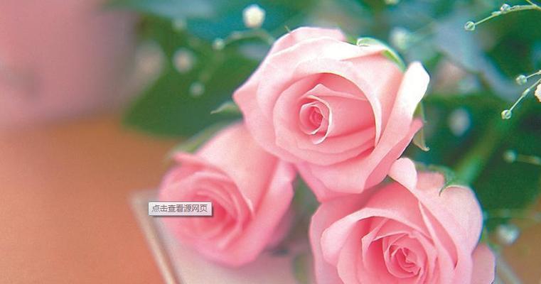 玫瑰花的意义（传递爱与美的象征）