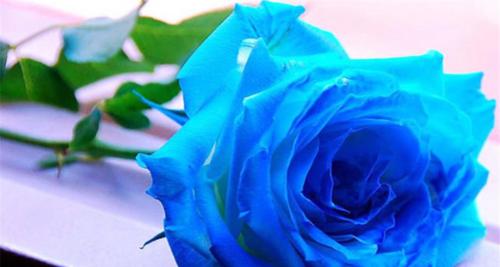 十一朵玫瑰的花语（纪念、热恋、忠诚、祝福、赞美、感恩、浪漫、心意）