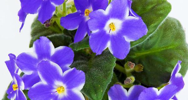 蓝色紫罗兰的花语（探寻蓝色紫罗兰花朵的神秘意义）