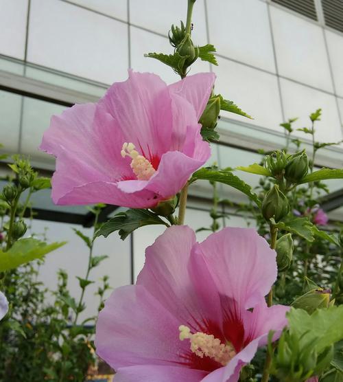 木槿花的花语与象征（解读木槿花所代表的美好寓意）