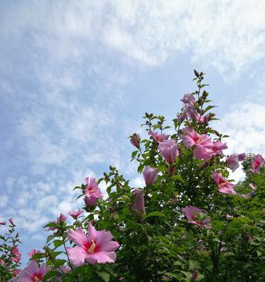 木槿花的花语与象征（解读木槿花所代表的美好寓意）