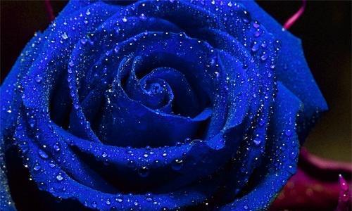 探秘蓝色妖姬的花语（解读蓝色妖姬图片中的隐藏花语，揭秘它所代表的意义）
