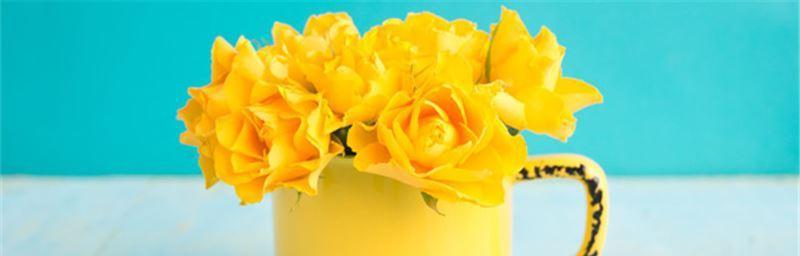 黄玫瑰的寓意与象征（探究黄玫瑰所代表的意义及其文化意蕴）