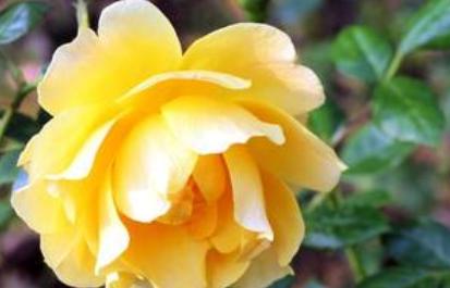 黄玫瑰的寓意与象征（探究黄玫瑰所代表的意义及其文化意蕴）