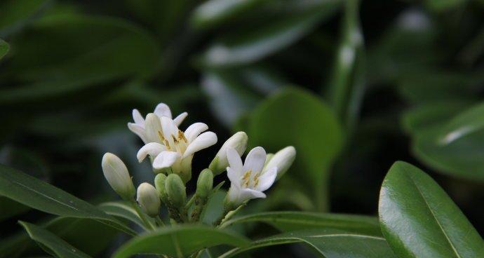 追逐春天的海桐花（传递生命与希望的鲜花）