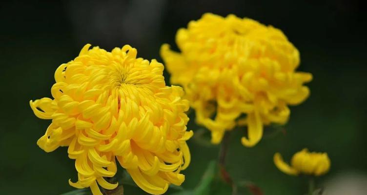 菊花的象征意义和花语（深度解读菊花所代表的文化内涵及其传承）