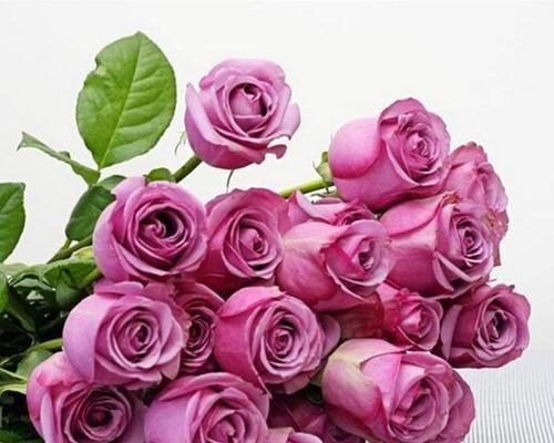 紫玫瑰的花语（探索紫玫瑰背后的意义和象征）