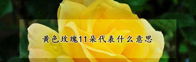 黄玫瑰的花语意义（探寻11朵黄玫瑰的含义）