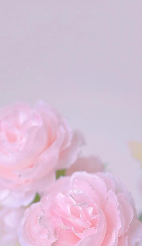 11朵粉色玫瑰的花语（解析玫瑰花的不同涵义与含义）