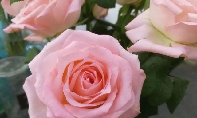 探讨戴安娜玫瑰的花语（解读传承至今的爱情与美的象征）