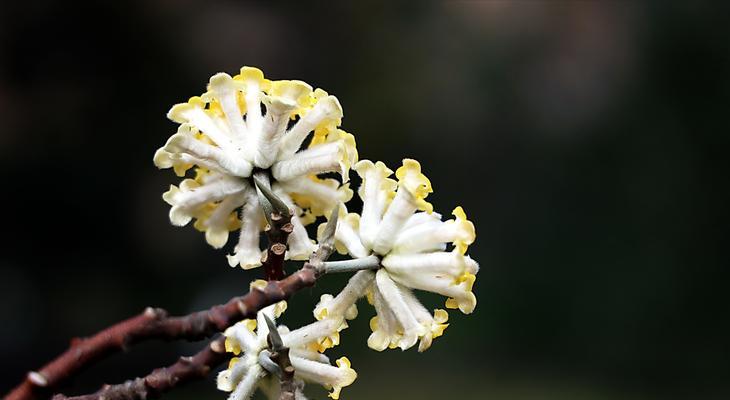 结香之花语与传说故事（探寻结香的神秘与美丽）