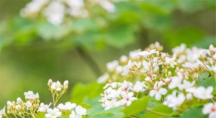 油桐花开，情窦初开（浪漫春日，花语传情）