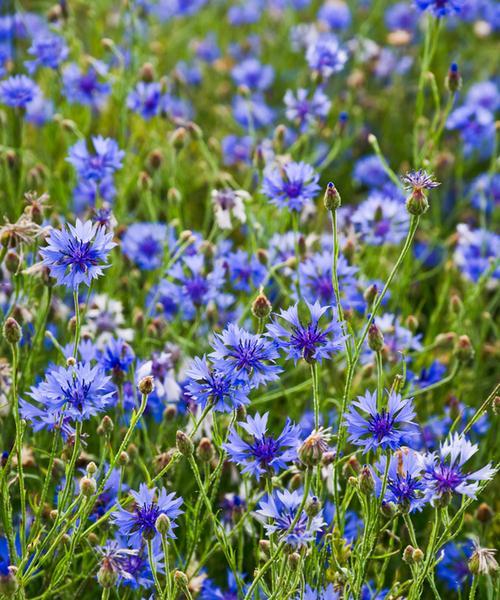 解密蓝色雏菊的花语和寓意（探寻蓝色雏菊的神秘面纱，了解它的含义）