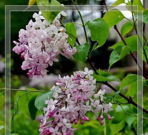 花叶丁香的花语（解读花叶丁香的丰富含义）