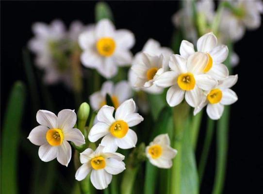 水仙花——代表着高贵、纯洁和爱情的花（以“高贵、纯洁和爱情”为基调的水仙花花语）