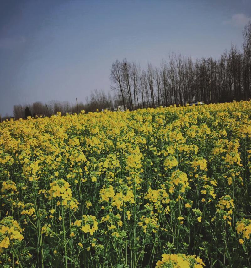 油菜花的花语与寓意（探秘黄金田野的美丽之谜）