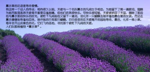 薰衣草的寓意与象征（探寻薰衣草背后的文化内涵）