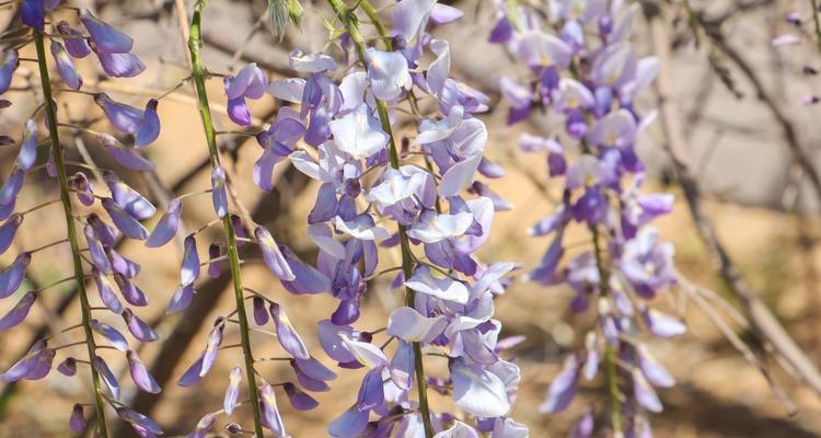 紫藤花花语大揭秘（探索紫藤花的花语及文化内涵）