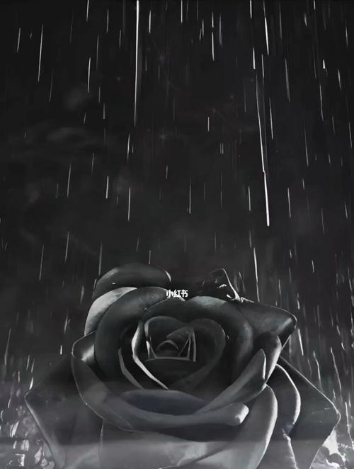 黑色玫瑰花语的含义（探索黑色玫瑰的神秘与美丽）