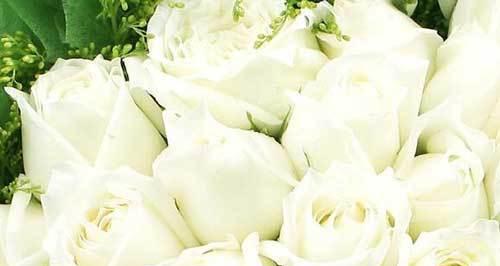 白玫瑰的花语和象征（探寻白玫瑰的意义，了解它代表的含义）