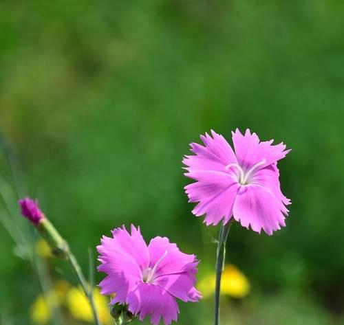 石竹花语，令人动容的花之语（探秘石竹花的花语，传递爱与真情）