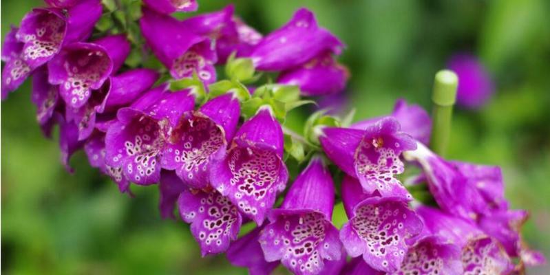 紫色花朵的花语（解读紫色花卉的意义和象征）