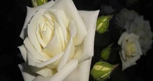 白玫瑰的象征意义（探究一朵白玫瑰所代表的含义）