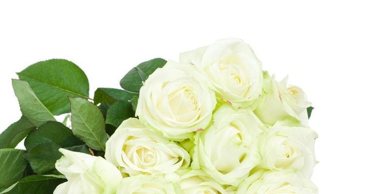 白玫瑰花语（探究花语背后的意义）