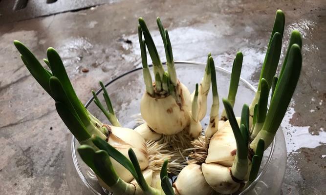 春日绽放——水仙花的开放季节（探寻水仙花的开放秘密，让春天更加美丽）