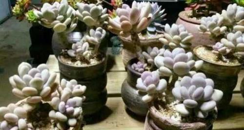 多肉植物的水肥管理（养育绿萝健康成长，从科学水肥管理开始）