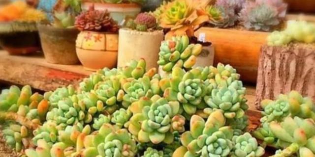 多肉植物的水肥管理（养育绿萝健康成长，从科学水肥管理开始）