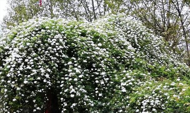 木香花的缺点（了解这8个问题，让你更好地种植木香花）