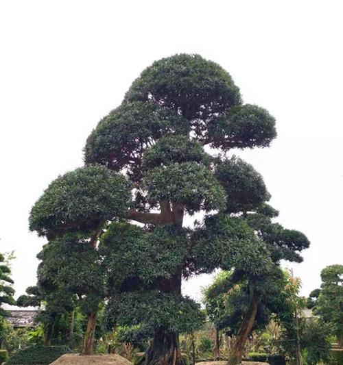 庭院罗汉松的风水禁忌（慎重选择庭院罗汉松，避免招来不必要的风水煞气）