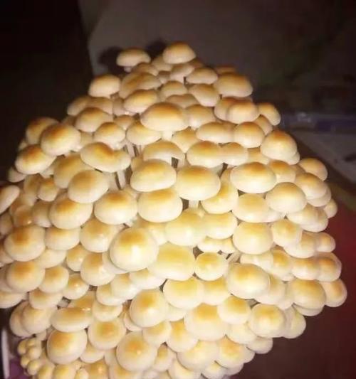 金针菇的种植技巧（从选种到收获，教你轻松种出优质金针菇）