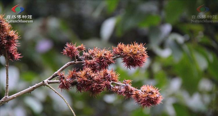 探秘双子叶植物的生命之谜（从起源到多样性，解密双子叶植物的进化历程）