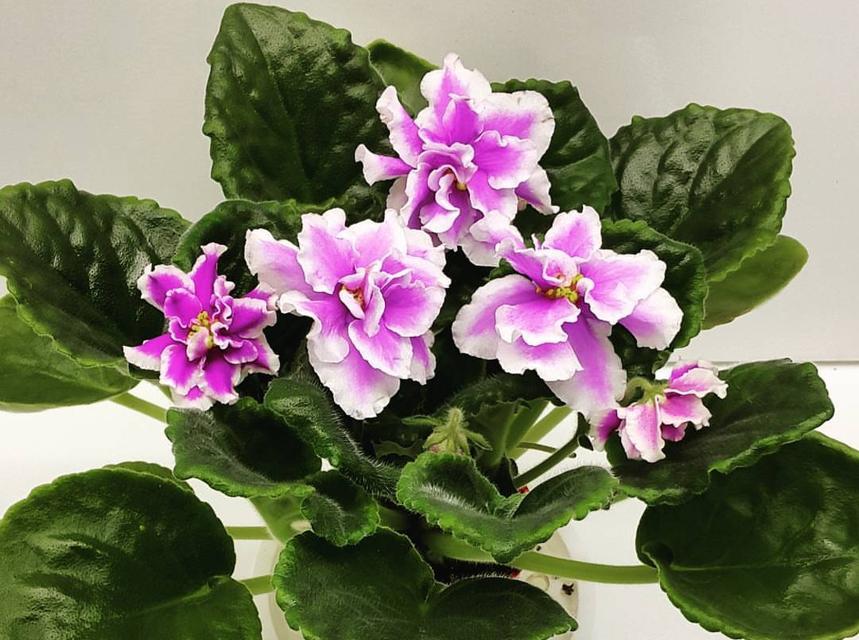 如何正确养护和浇水紫罗兰？（宝贵的经验和技巧教你正确对待这个美丽的植物。）
