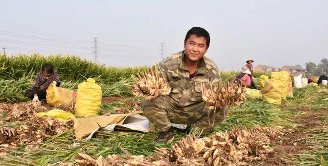 生姜种植全攻略（如何种植健康的生姜，让你吃到放心的食材）