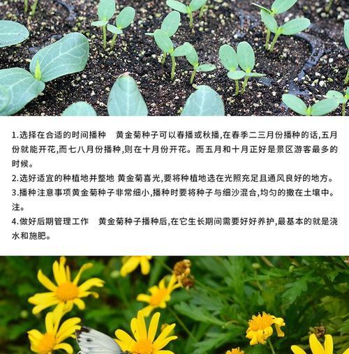 永生菊种子的培养方法（从种子到花开，教你轻松打造花园新宠）