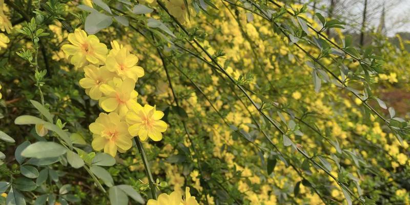 二月春意盎然，花开满园（探寻二月最美的花海，感受春天的气息）