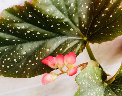 银星海棠花的养殖方法（打造迷人花园的秘诀）