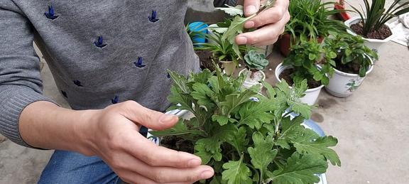 菊花春天扦插，轻松打造美丽花园（揭秘扦插技巧，让你的菊花在春天盛开）