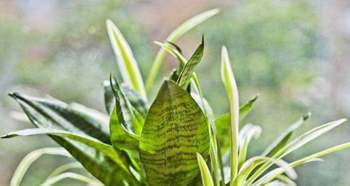 水培虎皮兰的养殖方法与注意事项（打造美丽健康的室内绿植环境）