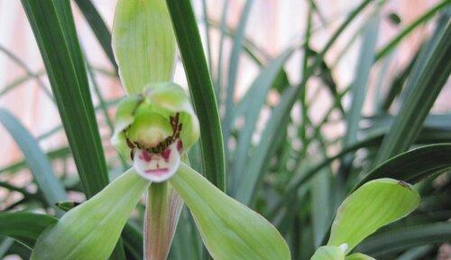 探秘兰花世界——兰花种类与特点剖析（了解丰富多样的兰花种类，掌握每种兰花的独特特点）
