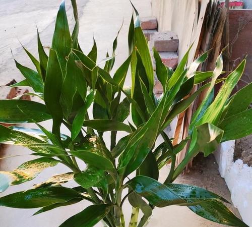 如何养好富贵竹（分享富贵竹的养护小技巧）