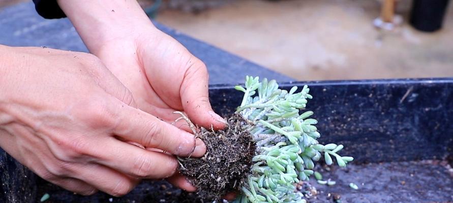 多肉植物的养殖技巧（打造独一无二的花园）