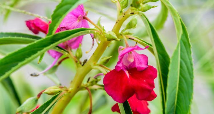 凤仙花的开放时间（探秘凤仙花的绽放奥秘）