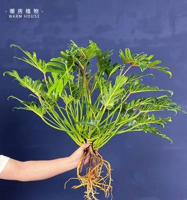 探秘天南星科植物的特点（揭秘天南星科植物的独特魅力）