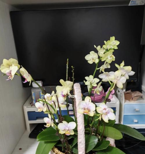 蝴蝶兰花的养护技巧（打造高颜值的蝴蝶兰花，从这些方面入手！）