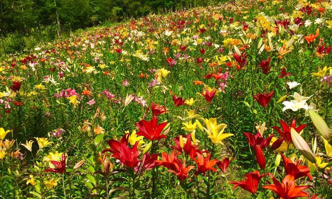 智利国花百合花的故事（一朵白色的花，一段深情的历史）